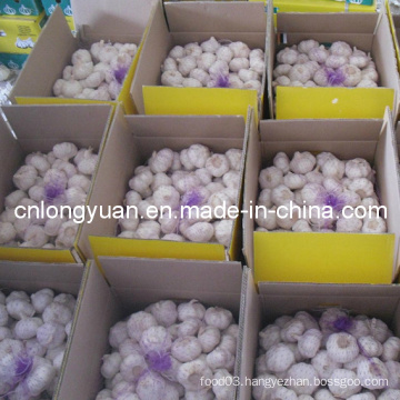 New Crop Chinese Fresh Normal White Garlic